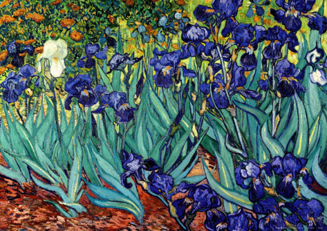 Irises, Saint - Remy - Vincent Van Gogh Paintings